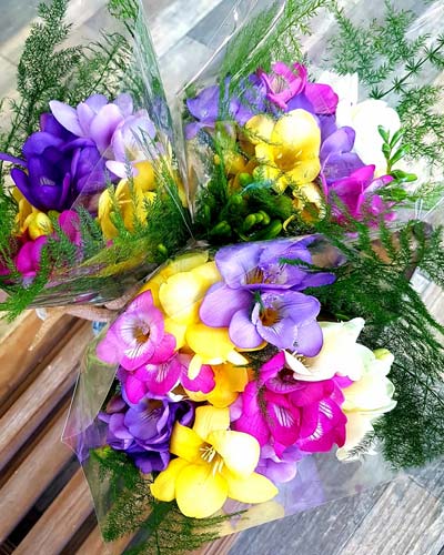Freesia Cut Flowers Freesia Cut Flowers
