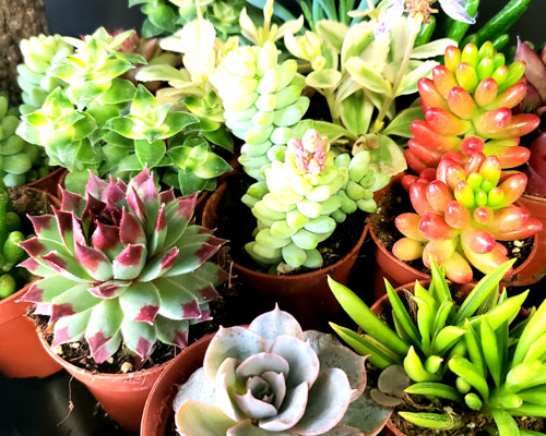 Tropicals, succulents, cacti and air plants Tropicals, succulents, cacti and air plants