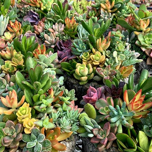 Assorted colourful succulents