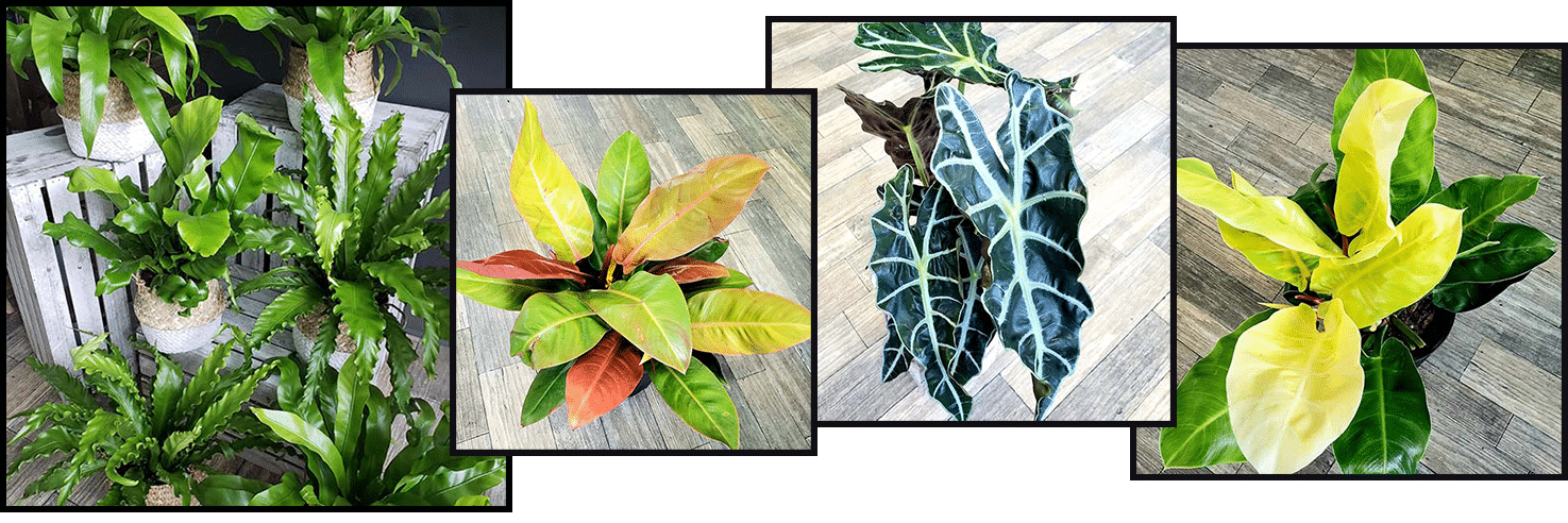 Succulents collage