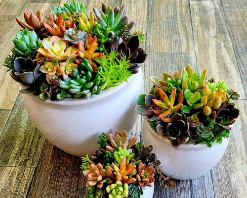 Tropicals, succulents, cacti and air plants